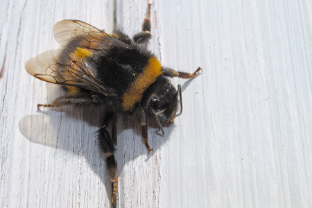 bumble_bee_02.jpg