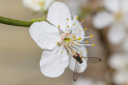 hover-fly.jpg